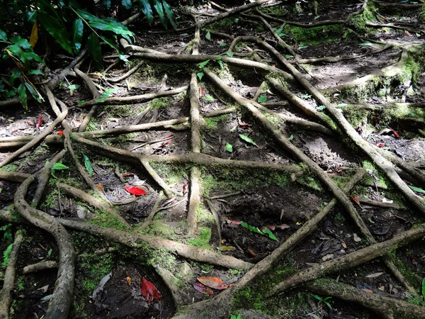 Adada görünür ağaç kökleri