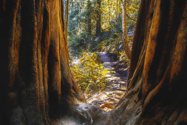 Sentiero naturalistico nel nord della California — Foto Stock