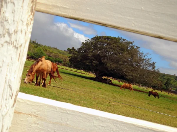 Лошадиная ферма на Гавайях — стоковое фото