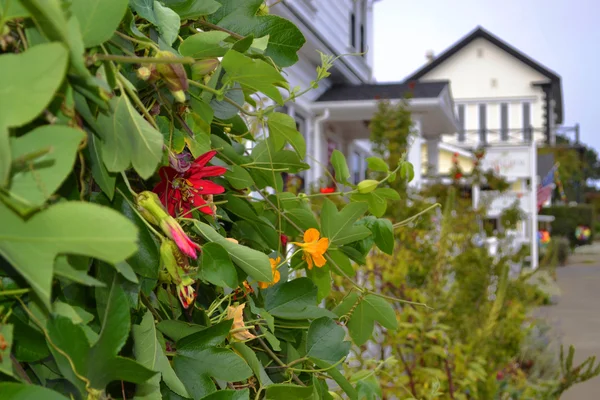 Mendocino çiçekler