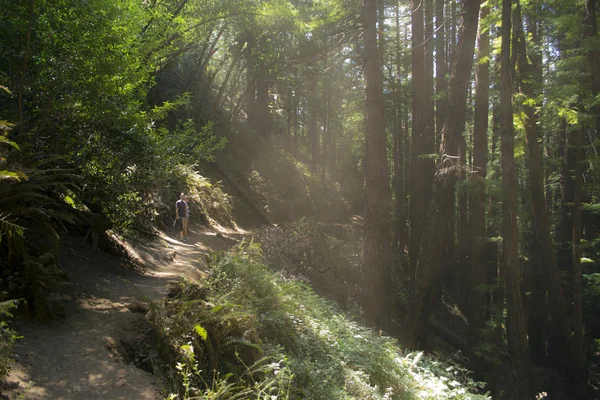 Wanderweg in Nordkalifornien Stockbild