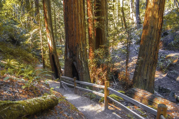 カリフォルニア州北部の自然歩道 ロイヤリティフリーのストック写真