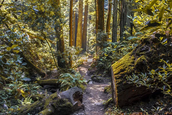 カリフォルニア州北部の自然歩道 ストック画像