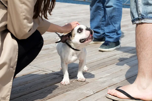 Streichelnde französische Bulldogge — Stockfoto