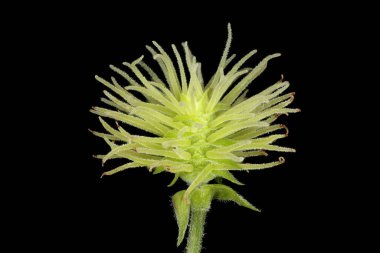 Hop (Humulus lupulus). Kadın Enfeksiyonu. Yakın çekim.