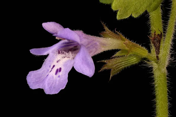 Lierre Des Champs Glechoma Hederacea Fleur Gros Plan — Photo