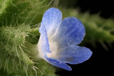 Yıllık Bugloss (Anchusa arvensis). Çiçek Kapanışı