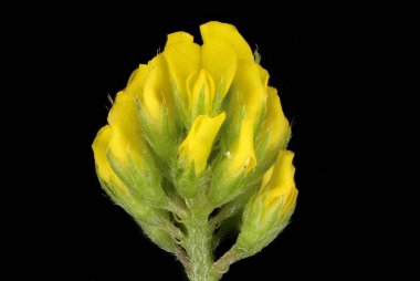 Siyah Medick (Medicago lupulina). Enfeksiyon. Yakın çekim.