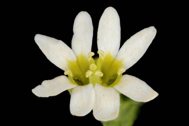 Beyaz Alison (Berteroa incana). Çiçek Kapanışı