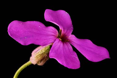 Dame 'ın Violet' i (Hesperis matronalis). Çiçek Kapanışı