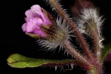 Kore Perillası (Perilla frutescens). Çiçek Kapanışı