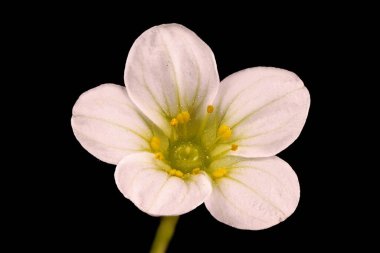 Tufted Saxifrage (Saxifraga cespitosa) Çiçek Kapanışı