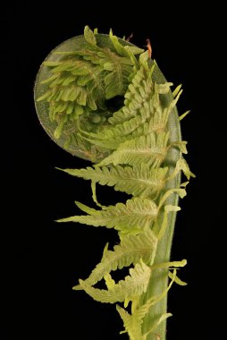 Devekuşu Fern (Matteuccia struthiopteris). Fiddlehead Kapanış