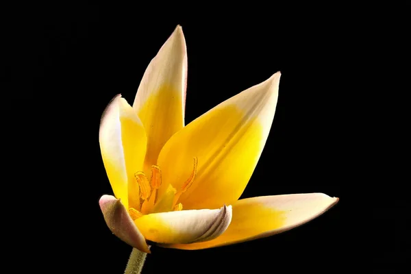 Late Tulip Tulipa Urumiensis Flower Closeup — Stock Photo, Image