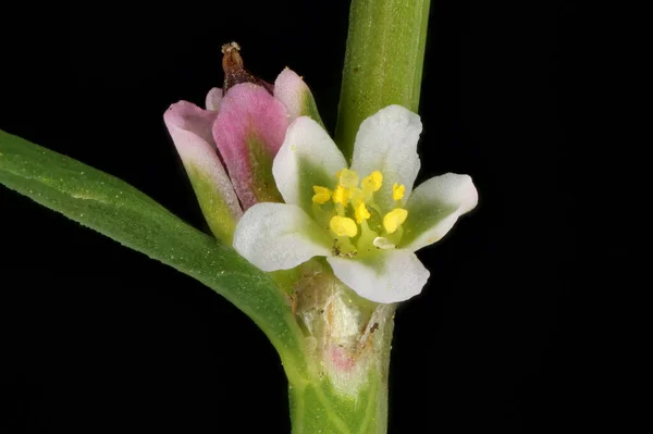 Gyakori Knotgrass Polygonum Aviculare Virágok Közelsége — Stock Fotó