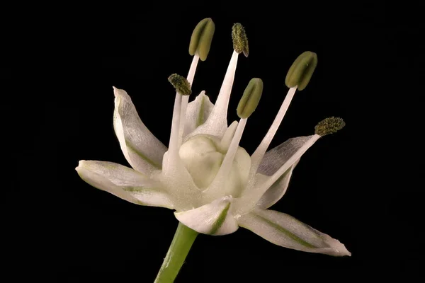 Zwiebel Allium Cepa Blume Nahaufnahme — Stockfoto