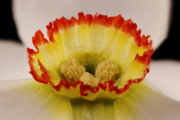 Faisão Olho Daffodil Narcissus Poeticus Corona Closeup — Fotografia de Stock