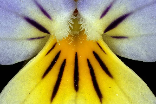 Wild Pansy Viola Tricolor Detalhe Flor Closeup — Fotografia de Stock