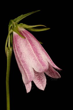 Benekli Çan Çiçeği (Campanula punctata). Çiçek Kapanışı