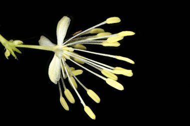 Bright Meadow-Rue (Thalictrum lucidum). Çiçek Kapanışı