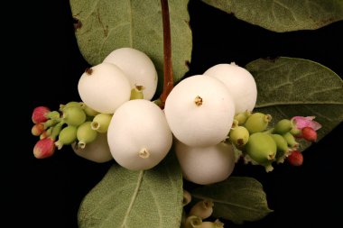 Snowberry (Symphoricarpos albus). İnfructescence Yakın çekim