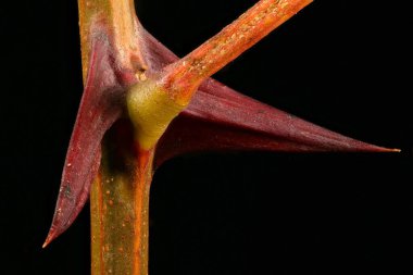 False Acacia (Robinia psödoacia). Omurgalar. Yakın plan.