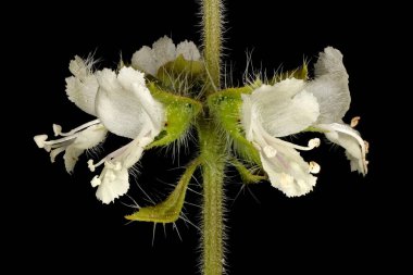 Basil (Ocimum bazilika). Inflorescence Detay Kapatma