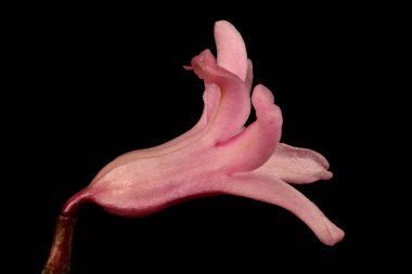 Hyacinth (Hyacinthus orientalis). Çiçek Kapanışı