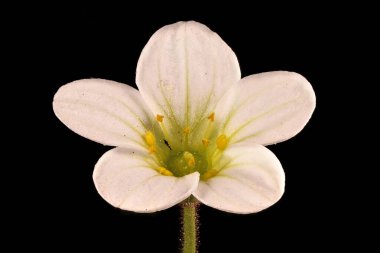 Tufted Saxifrage (Saxifraga cespitosa) Çiçek Kapanışı