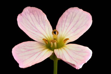Karabuğday (Cardamine pratensis). Çiçek Kapanışı