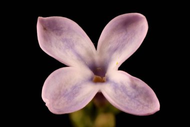 Leylak (şırınga vulgaris). Çiçek Kapanışı