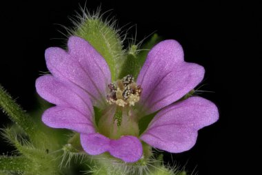 Küçük Çiçekli Turna Bill (Geranium pusillum). Çiçek Kapanışı