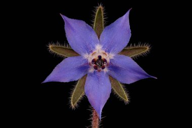 Borage (Borago officinalis). Çiçek Kapanışı