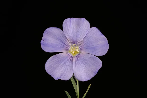 Perennial Flax Linum Perenne 플라워 클로즈업 — 스톡 사진