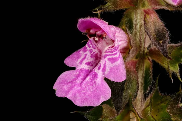 Marsh Woundwort Stachys Palustris Κλείσιμο Λουλουδιού — Φωτογραφία Αρχείου