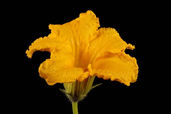 Balkabağı Cucurbita Maxima Erkek Çiçek Kapanışı — Stok fotoğraf