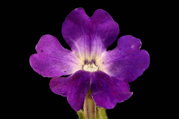 Jardim Vervain Verbena Hybrida Fecho Flor — Fotografia de Stock