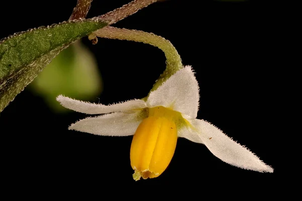 Nightshade Preto Solanum Nigrum Fecho Flor — Fotografia de Stock