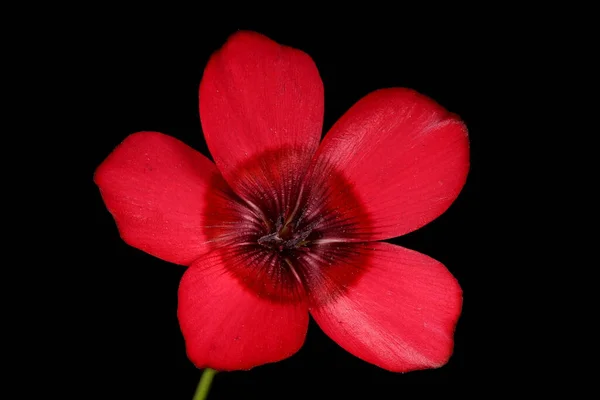 Crimson Flax Linum Grandiflorum Flower Closeup — Stock Photo, Image