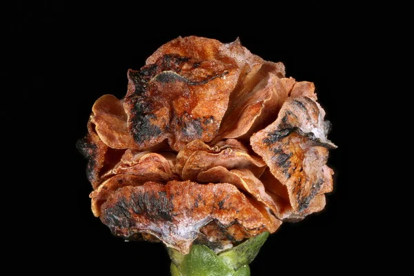 Lawson Cypress Chamaecyparis Lawsoniana Vrouwelijke Cone Closeup — Stockfoto