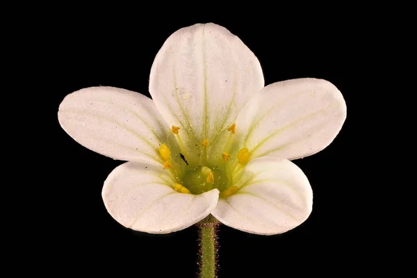 Gemeiner Steinbrech Saxifraga Cespitosa Blume Nahaufnahme — Stockfoto