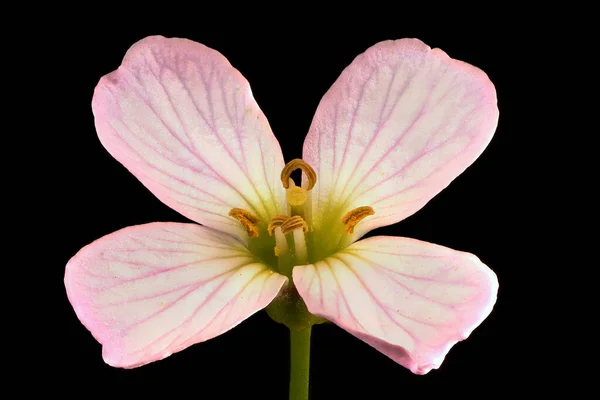 Kuckucksblume Cardamine Pratensis Blume Nahaufnahme — Stockfoto