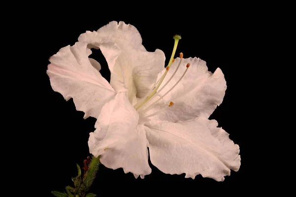 Hybrid Rhododendron Rhododendron Hybridum Оксидон Квітка Закриття — стокове фото