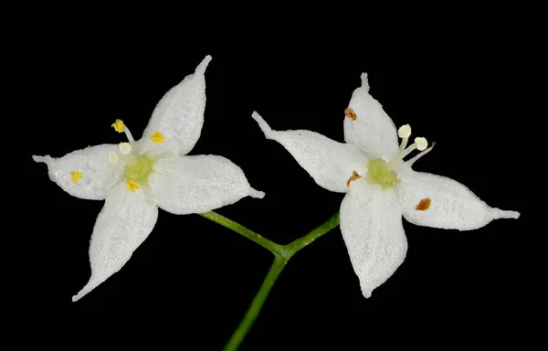 Střední Bedstraw Galium Intermedium Květiny Closeup — Stock fotografie