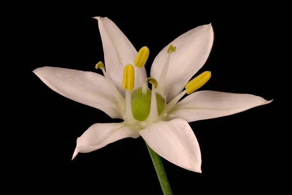 Schnittlauch Allium Ramosum Blume Nahaufnahme — Stockfoto