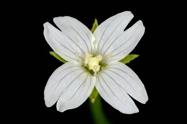Marsh Willowherb Epilobium Palustre Kwiat Zbliżenie — Zdjęcie stockowe