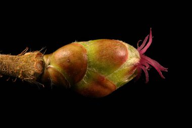 Hazel (Corylus avellana). Kadın Enfeksiyonu. Yakın çekim.