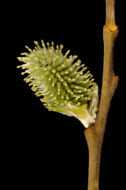 Keçi Söğüdü (Salix caprea). Kadın Enfeksiyonu. Yakın çekim.