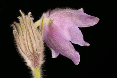 Doğu Pasqueflower (Pulsatilla patens). Çiçek Kapanışı