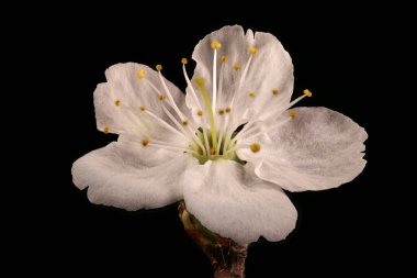 Kiraz eriği (Prunus cerasifera). Çiçek Kapanışı